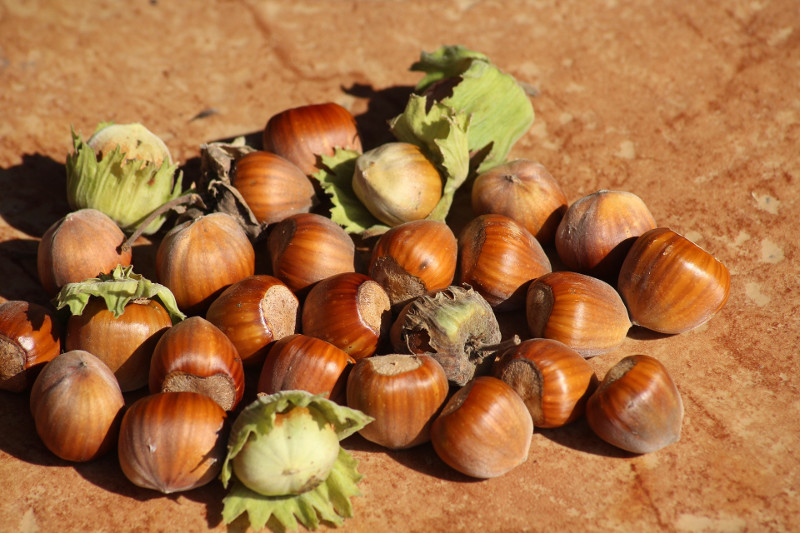 hazelnuts